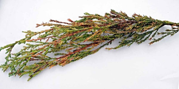 Jalovec napadený štítenkami Jalovec napadený štítenkami