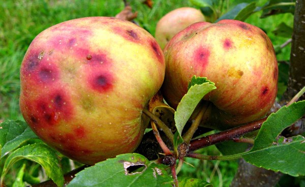 Fyziologick&aacute; skvrnitost jablek