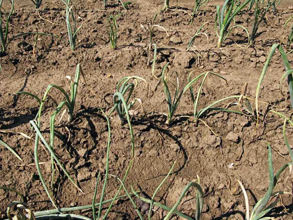 Plíseň česnekovitých na cibuli Plíseň česnekovitých na cibuli