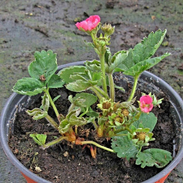 Roztočík jahodníkový - poškození srdéčkových listů Roztočík jahodníkový - poškození srdéčkových listů