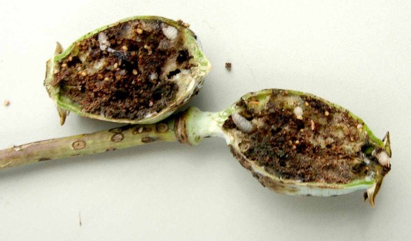 Krytonosec makovicový - larvy Krytonosec makovicový - larvy