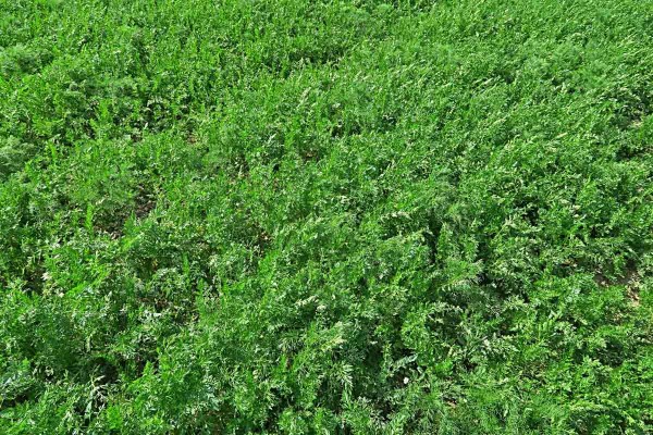 Zdravý porost kmínu Zdravý porost kmínu