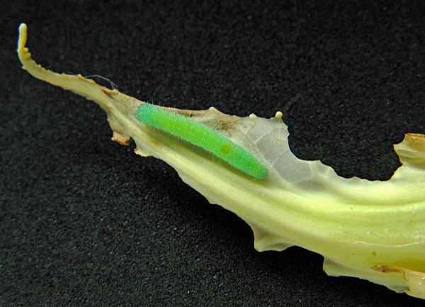 Housenka běláska řepového Housenka běláska řepového