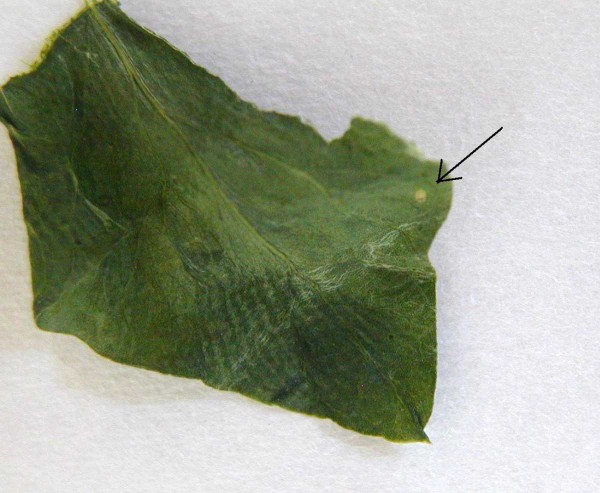 Obr. 5: Vaj&iacute;čko obaleče hrachov&eacute;ho (Cydia nigricana)