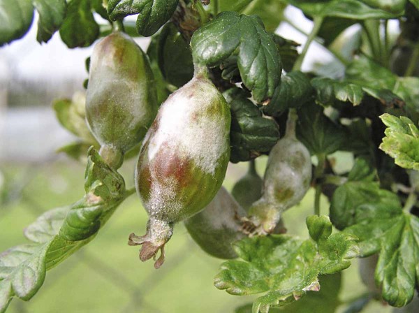 Hněd&eacute; padl&iacute; angre&scaron;tu