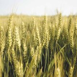 Kompletn&iacute; fungicidn&iacute; ochrana obilnin od společnosti UPL