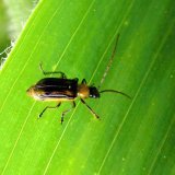 Zhodnocen&iacute; ochrany rostlin na středn&iacute; Moravě za sklizňov&yacute; rok 2016