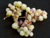 Odumírání třapiny hroznů Odumírání třapiny hroznů