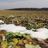 Př&iacute;jem a&nbsp;využit&iacute; dus&iacute;ku ozimou řepkou na jaře a&nbsp;možnosti hnojen&iacute;