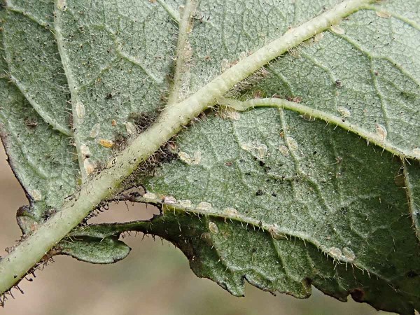 Puklice švestková - nymfy na listech Puklice švestková - nymfy na listech