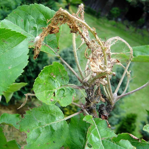 Pupenoví obaleči na jabloni Pupenoví obaleči na jabloni