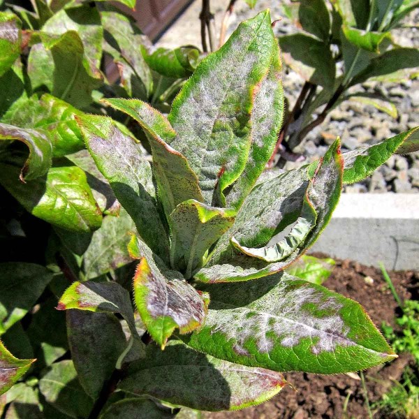 Padlí na azalce Padlí na azalce