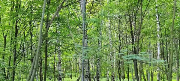 Okénko do zahraničí: Green Deal - dobré pro Evropu, ale špatné pro Zemi Okénko do zahraničí: Green Deal - dobré pro Evropu, ale špatné pro Zemi