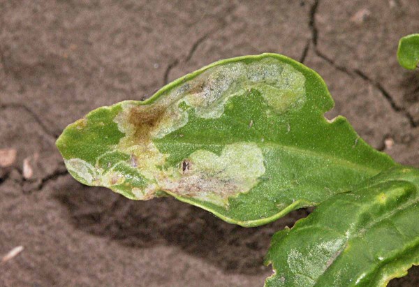 Obr. 6: Typick&aacute; mina květilky řepn&eacute; na listu cukrovky