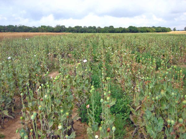Pohled na pokusy s mákem v Červeném Újezdě v roce 2018 Pohled na pokusy s mákem v Červeném Újezdě v roce 2018