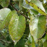 V&yacute;skyt chorob a&nbsp;abiotik&oacute;z ovocn&yacute;ch dřevin a&nbsp;r&eacute;vy v&nbsp;roce 2020