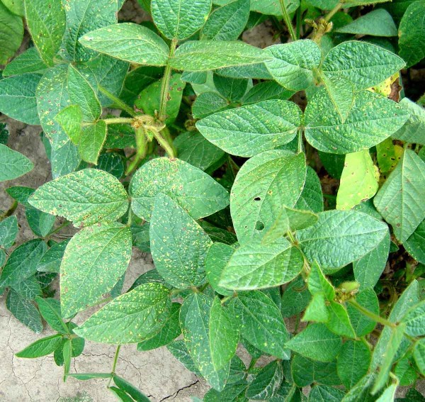 Sója poškozená sviluškami Sója poškozená sviluškami