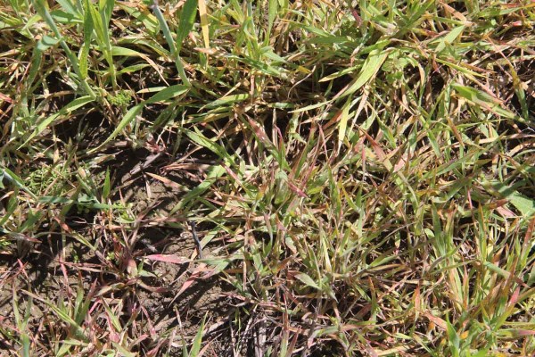 14 dn&iacute; po aplik&aacute;cii propoxycarbazone