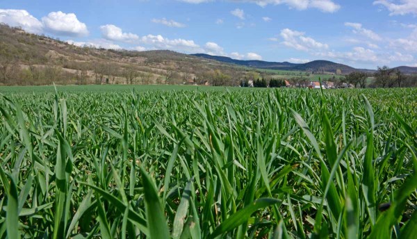 Orcane je nov&yacute;, &scaron;irokospektr&aacute;ln&iacute; herbicid s&nbsp;velmi &scaron;irok&yacute;m &uacute;činkem a&nbsp;prakticky bez omezen&iacute; v&nbsp;použit&iacute;