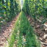 C&iacute;len&eacute; v&yacute;sevy meziplodin do meziřad&iacute; chmelnice (1)