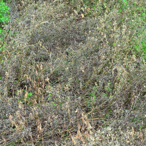  Obr. 7: Desikace vojtě&scaron;ky set&eacute; - o&scaron;etřen&iacute; flumioxazinem