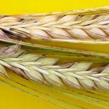 V&yacute;znam o&scaron;etřen&iacute; osiva obilnin