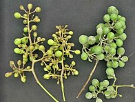 Plíseň révy (vlevo) a padlí révy (vpravo) na hroznu Plíseň révy (vlevo) a padlí révy (vpravo) na hroznu