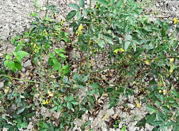 Černá skvrnitost růží Černá skvrnitost růží