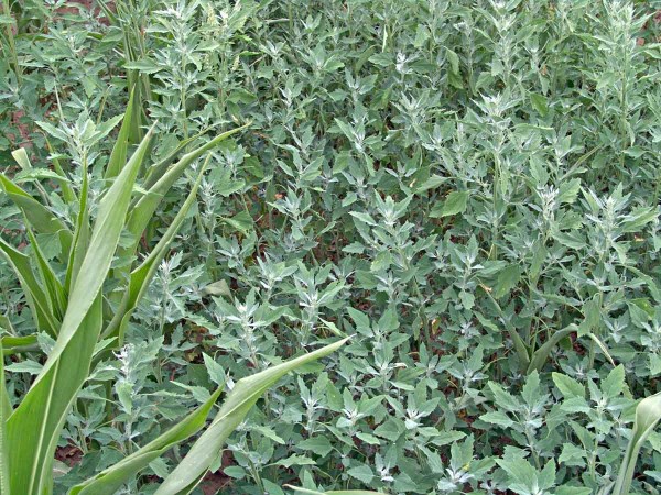 Obr. 3: Merl&iacute;k b&iacute;l&yacute; je nejběžněj&scaron;&iacute;m plevelem kukuřice ve v&scaron;ech oblastech jej&iacute;ho pěstov&aacute;n&iacute;