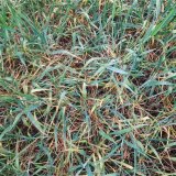 Po&scaron;kozen&iacute; poln&iacute;ch plodin v&nbsp;roce 2019