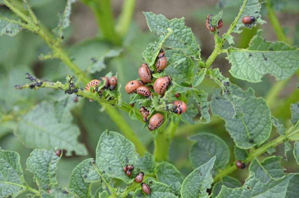 Silné napadení různými stadii larev mandelinky bramborové Silné napadení různými stadii larev mandelinky bramborové