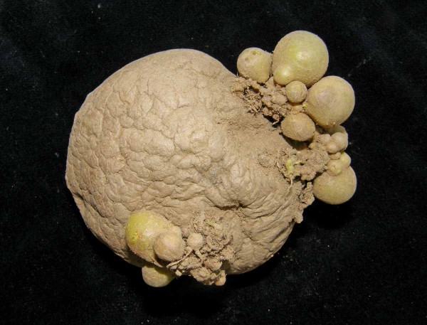 Abiotick&aacute; hl&iacute;zkovitost bramboru