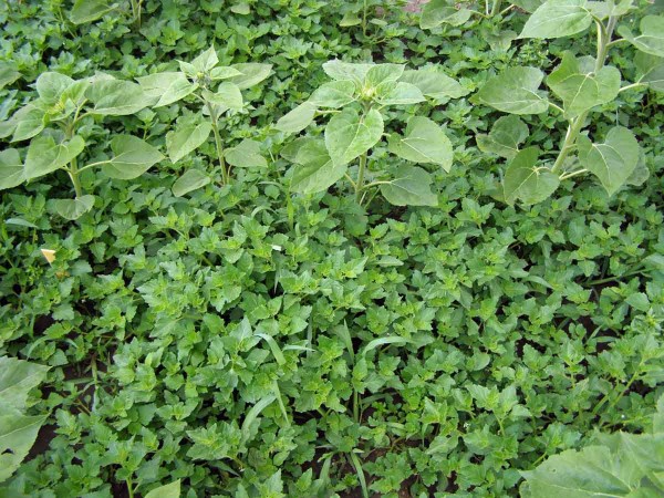 Mohutn&yacute; porost lilku leskloplod&eacute;ho na okraji porostu slunečnice