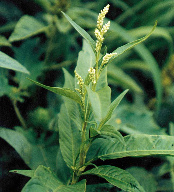 Rdesno ble&scaron;n&iacute;k