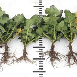 Dobrý koreň - základ dobrej úrody Dobrý koreň - základ dobrej úrody