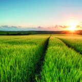 Nejste si jisti v&yacute;běrem listov&eacute; v&yacute;živy a&nbsp;stimulace? V&iacute;me, jak na to, a&nbsp;porad&iacute;me v&aacute;m