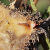 Riziko škodlivosti makadlovky řepné v roce 2021 Riziko škodlivosti makadlovky řepné v roce 2021