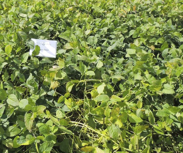 Aurelina (Agrosales)