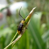 B&aacute;zlivec kukuřičn&yacute; na jižn&iacute; Moravě v&nbsp;roce 2018