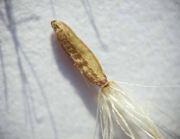 Semeno astry kopijovitej