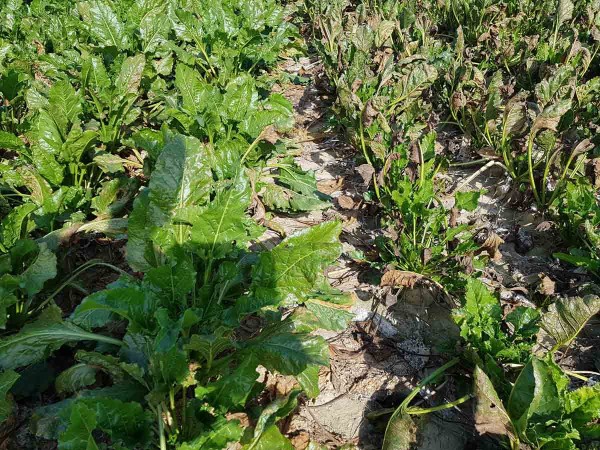 Obr. 7: Rozd&iacute;l v&nbsp;intenzitě napaden&iacute; Cercospora beticola koncem z&aacute;ř&iacute; 2019 (vlevo tolerantn&iacute; odrůda)