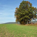 Bizon a&nbsp;Rally proti plevelům v&nbsp;ozim&yacute;ch obilnin&aacute;ch