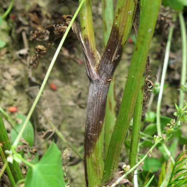 Obr. 4: Hnědá stonková hniloba kmínu (Mycocentrospora acerina) Obr. 4: Hnědá stonková hniloba kmínu (Mycocentrospora acerina)