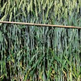 Nejlep&scaron;&iacute; ochrana zač&iacute;n&aacute; od osiva - Systiva&reg; + Revycare&reg; 