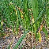 Aktu&aacute;ln&iacute; přehled ochrany poln&iacute;ch plodin - květen a&nbsp;červen 2021