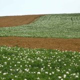 Předčasné ukončení vegetace u brambor Předčasné ukončení vegetace u brambor