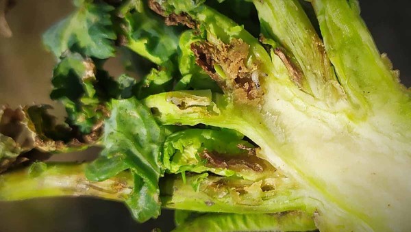 Ž&iacute;r larev ve vzrostn&eacute;m vrcholu a&nbsp;b&aacute;z&iacute;ch nov&yacute;ch větv&iacute;