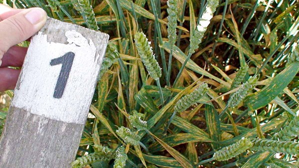 Obr. 2: Průměrné napadení kontroly, 2016 Obr. 2: Průměrné napadení kontroly, 2016