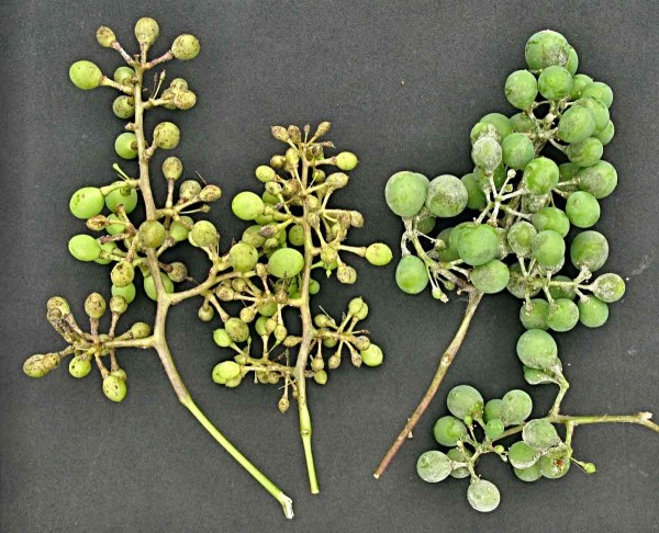 Plíseň révy (vlevo) a padlí révy (vpravo) na hroznu Plíseň révy (vlevo) a padlí révy (vpravo) na hroznu