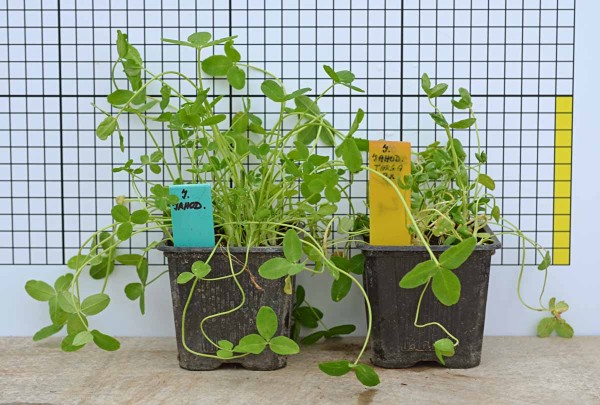 Obr. 1: Po&scaron;kozen&iacute; jetele jahodnat&eacute;ho neregistrovan&yacute;m herbicidem (vpravo)